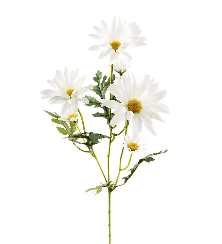 Mr Plant, Prästkrage Snittblomma 50 cm Vit