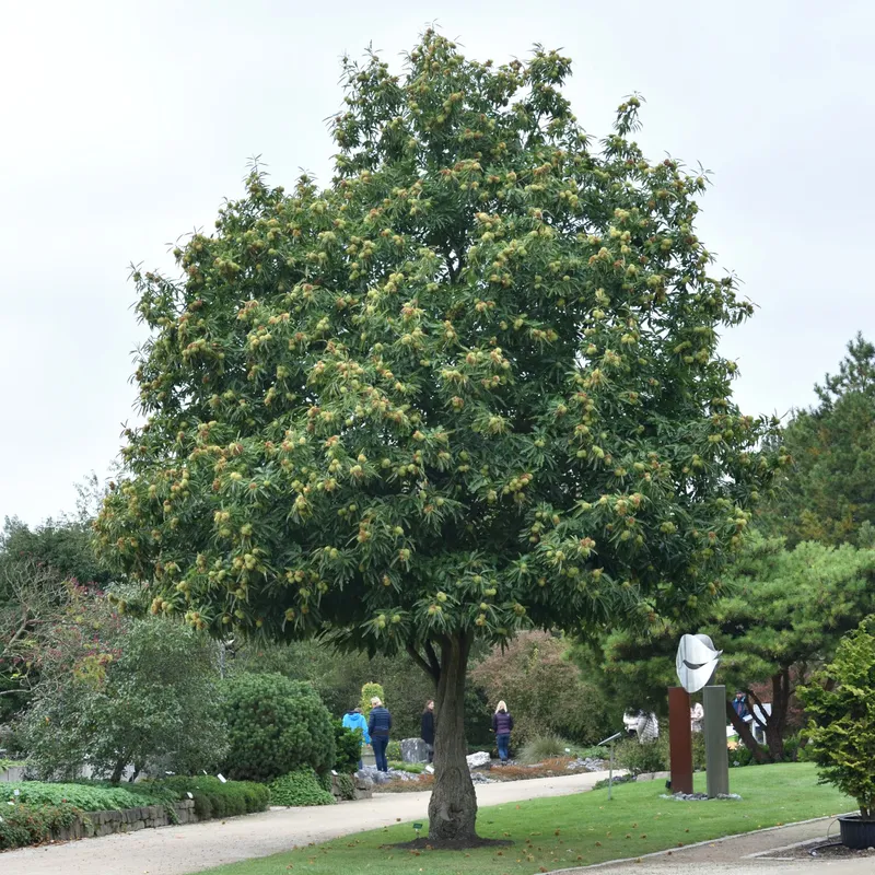 Äkta Kastanj – Castanea sativa (Storlek: utr 150-200 co)