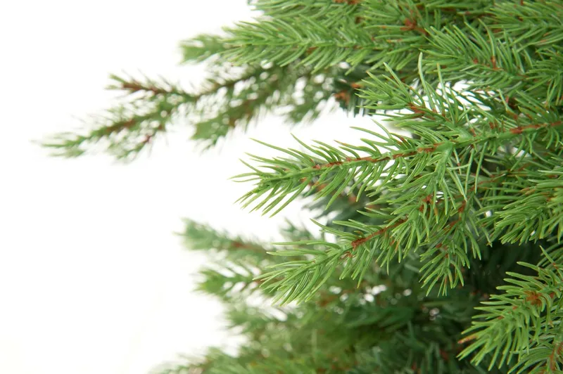 Premium Grön Julgran 210 cm
