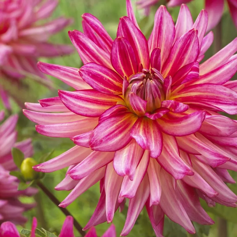 Dahlia Dekorativ Pinkie Swear 1st – Dahlia x pinnata Pinkie Swear