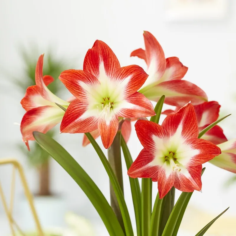 Amaryllis - Hippeastrum Tres Chic ®