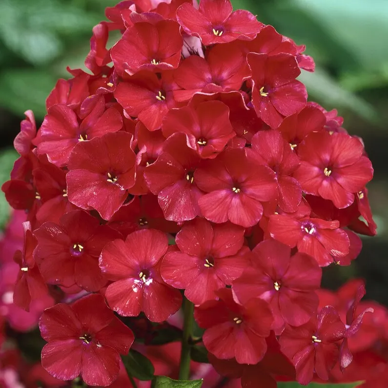Phlox paniculata Röd, Höstflox, 1st – Phlox paniculata