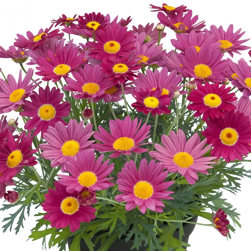 Margurit, Stickling 3-pack – Argyranthemum frutescens Dark Lolly®