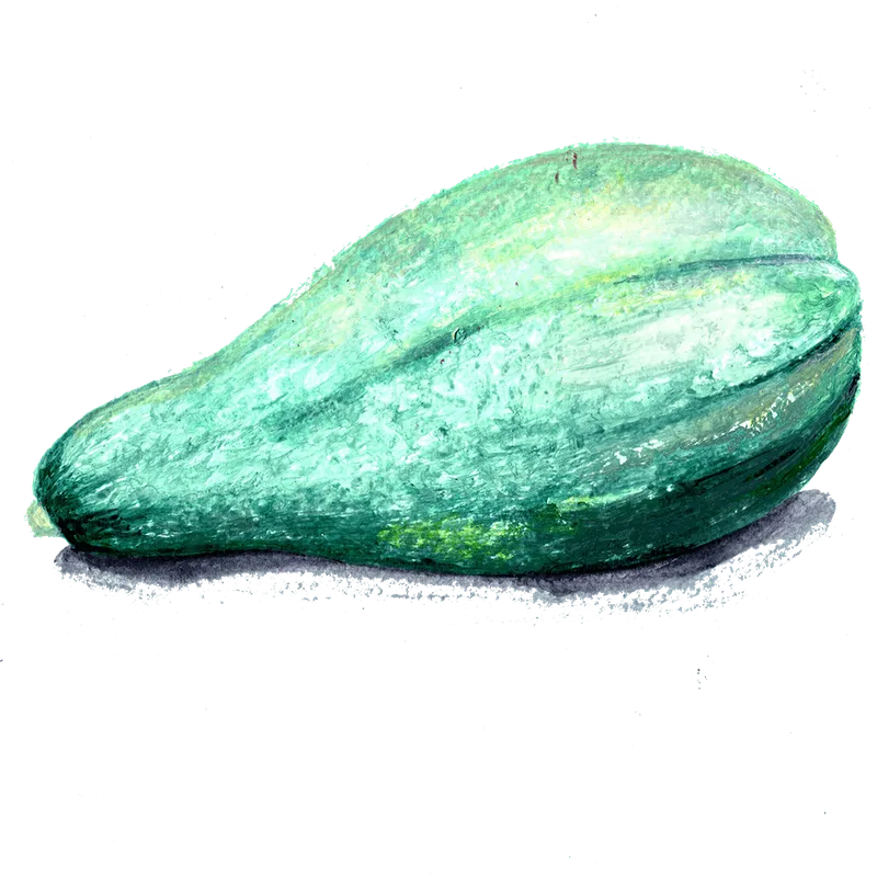 Squash, Vinter-, Blue Banana – Cucurbita maxima Blue Banana