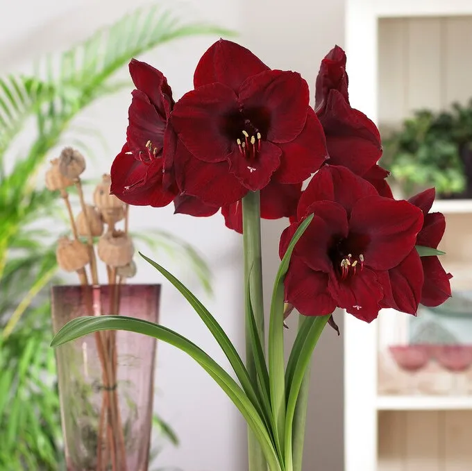Amaryllis – Hippeastrum Benfica ®
