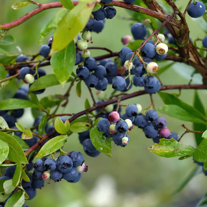 Amerikanskt Blåbär – Vaccinium corymbosum Goldtraube 71 (Storlek: 20 C2)