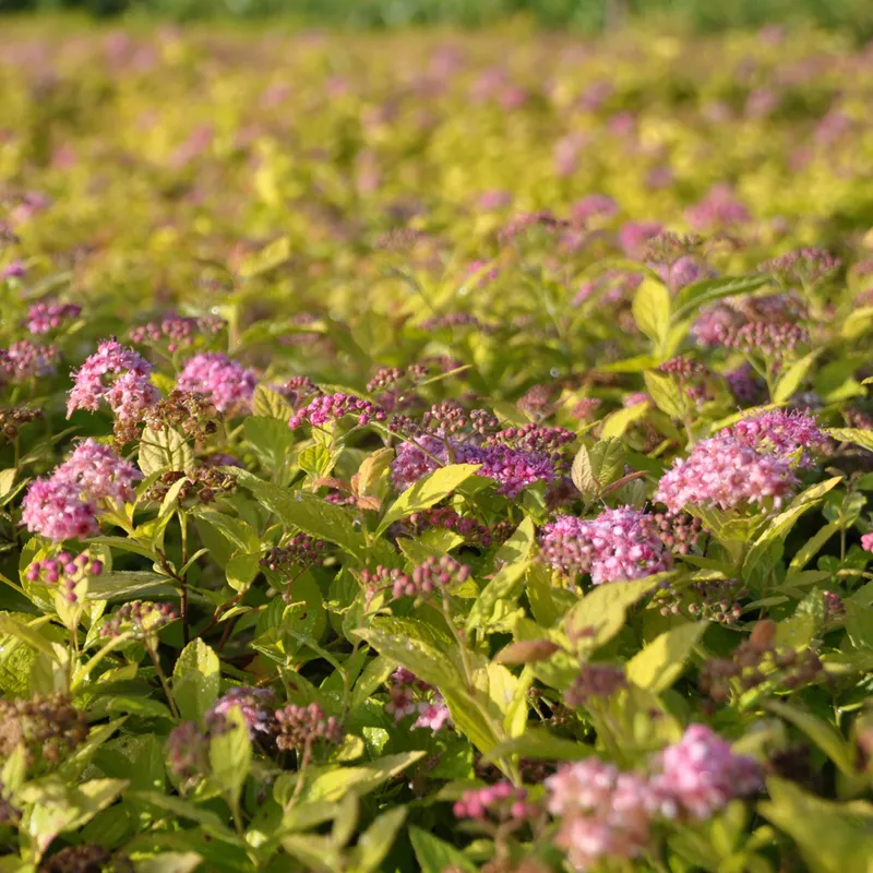 Praktspirea – Spiraea japonica Goldmound (Storlek: 20-30 C3)