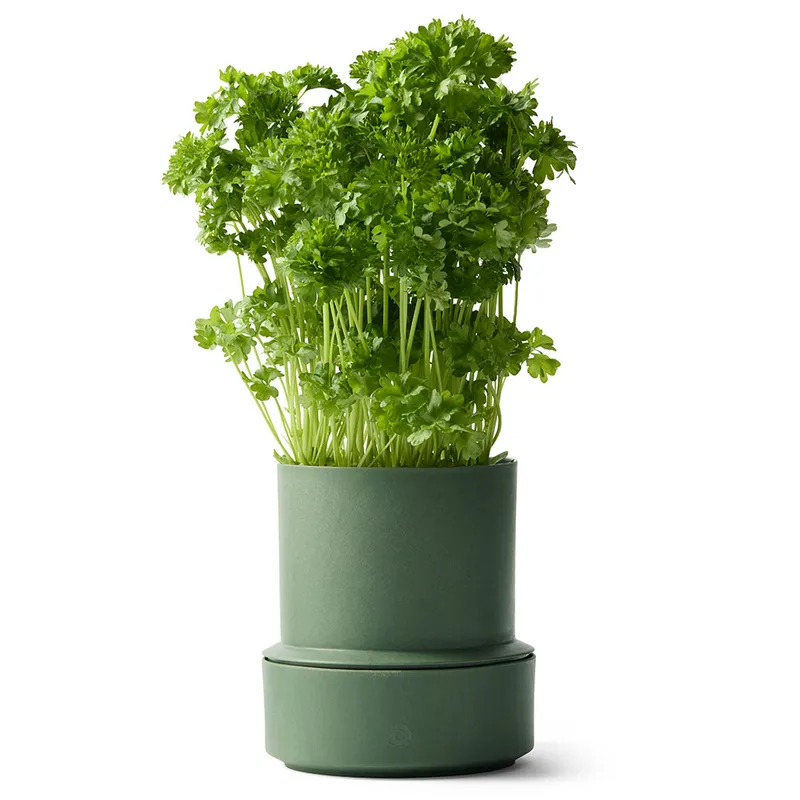 Crushgrind Billund självvattnande örtkruka, parsley