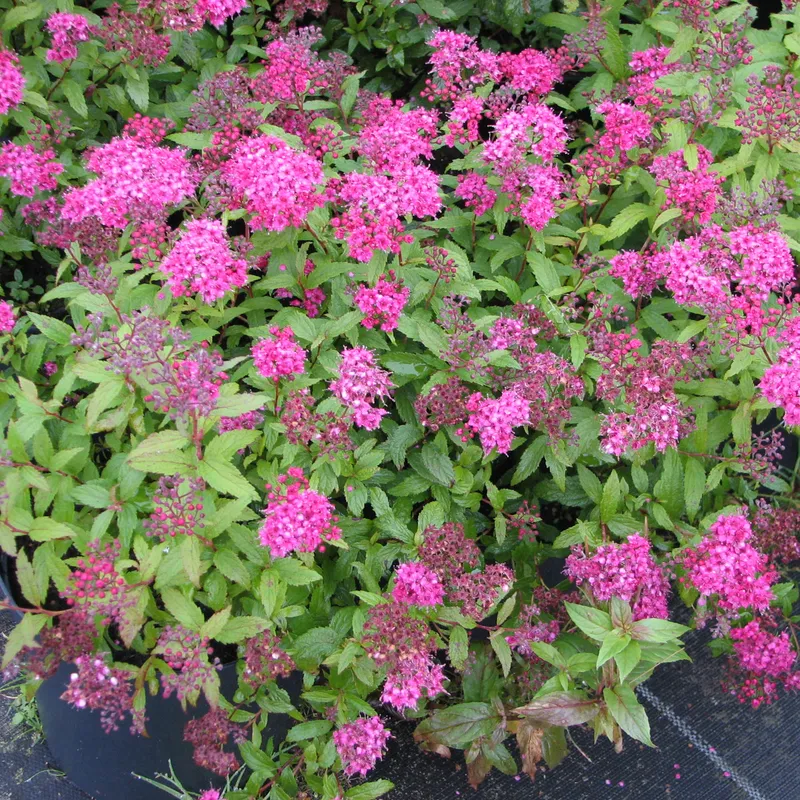 Praktspirea – Spiraea japonica Dart´s Red (Storlek: busk C3,5)