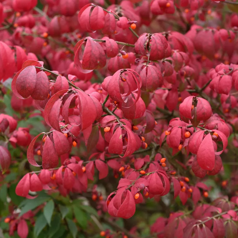 Vingad Benved – Euonymus alatus Compactus (Storlek: 30-40 C4)