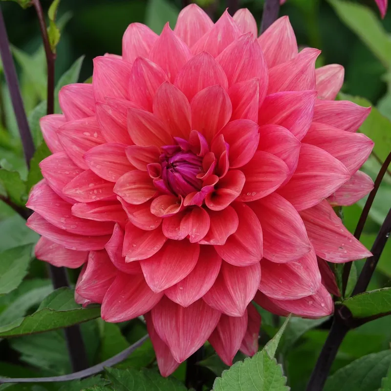 Dahlia Dekorativ American Dawn 1st