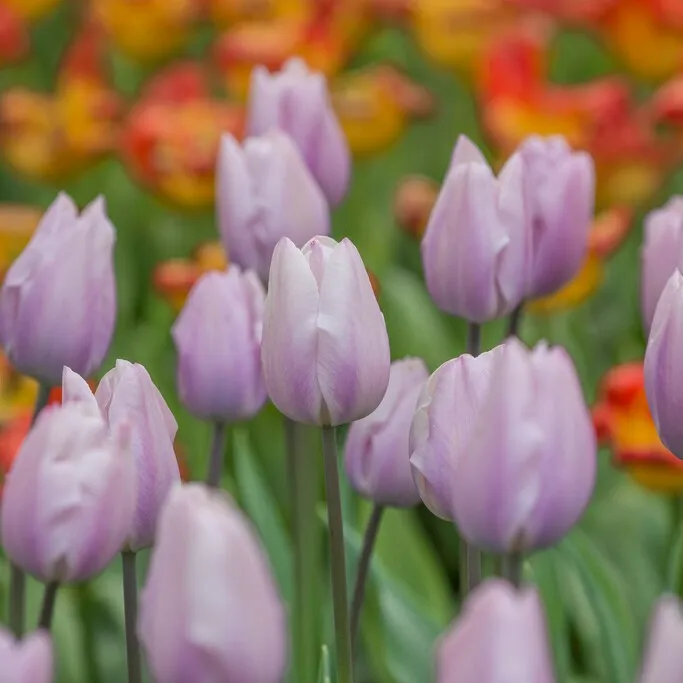 Triumftulpan 5st – Tulipa gesneriana Silver Cloud