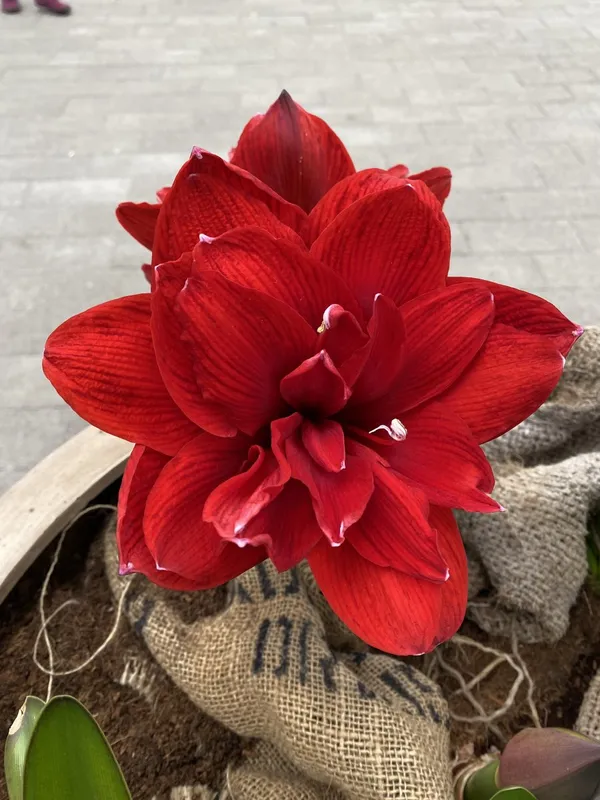 Amaryllis - Hippeastrum Double Dragon ®