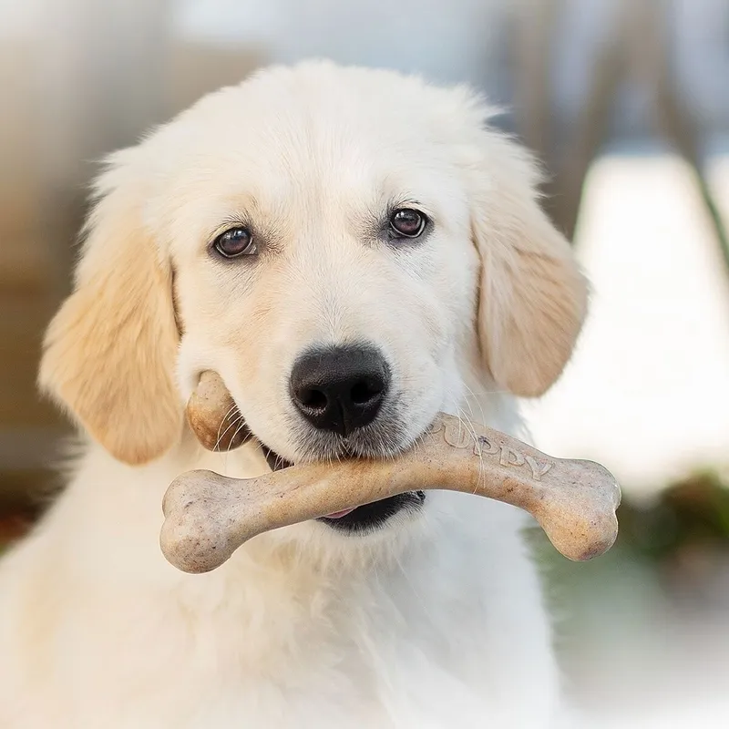 Benebone Puppy Wishbone Bacon (#4897)