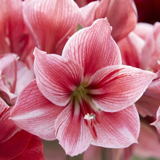 Amaryllis - Hippeastrum Gervase