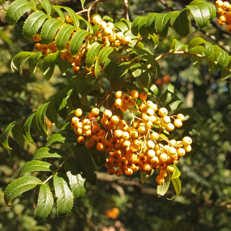 Prydnadsrönn - Sorbus Joseph Rock (Storlek: utr 180-200 C5)