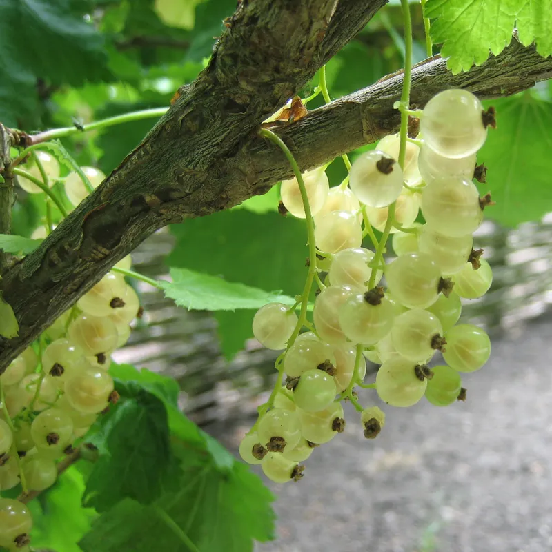 Vita Vinbär – Ribes rubrum Vita Holländska (Witte Hollander) (Storlek: stam co)