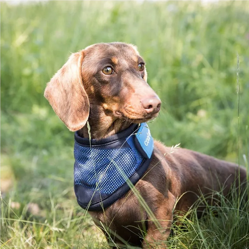 Back on Track Cool on Track Kylande Hundscarf
