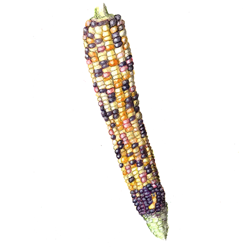 Majs, Socker-, Painted Hill – Zea mays Painted Hill