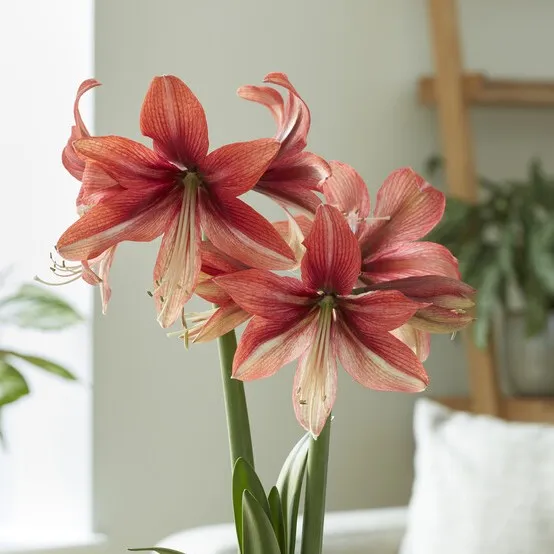 Fjärilsamaryllis - Hippeastrum Pink Amazon ®