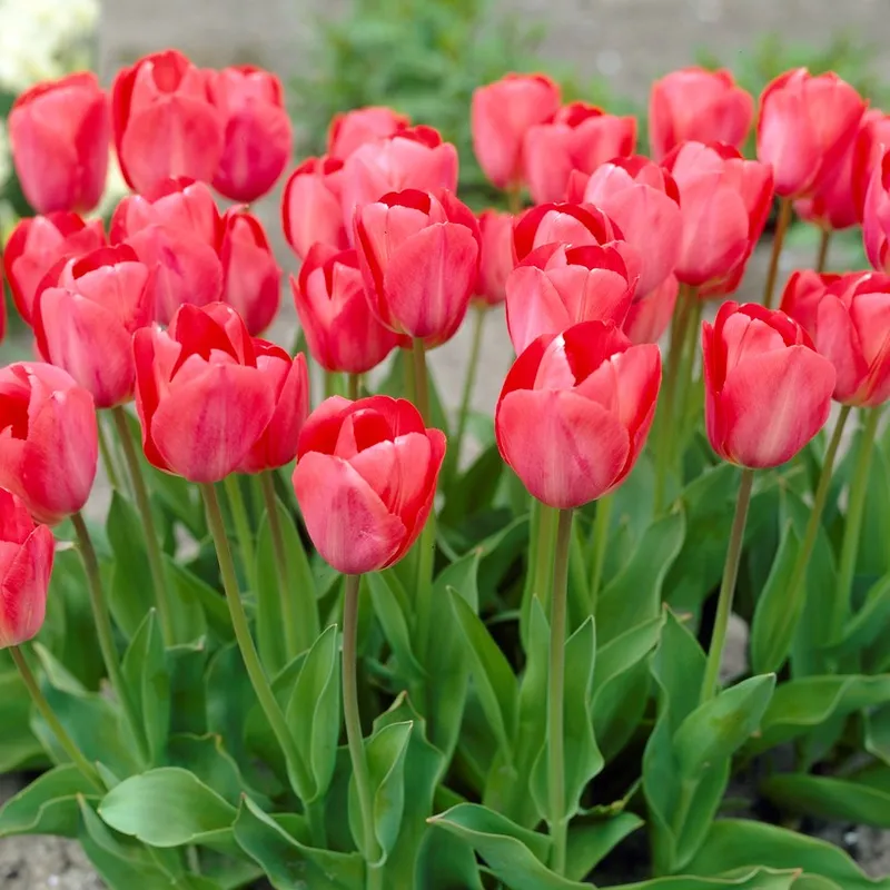 Darwintulpan 10st – Tulipa darwin Hans Brinker