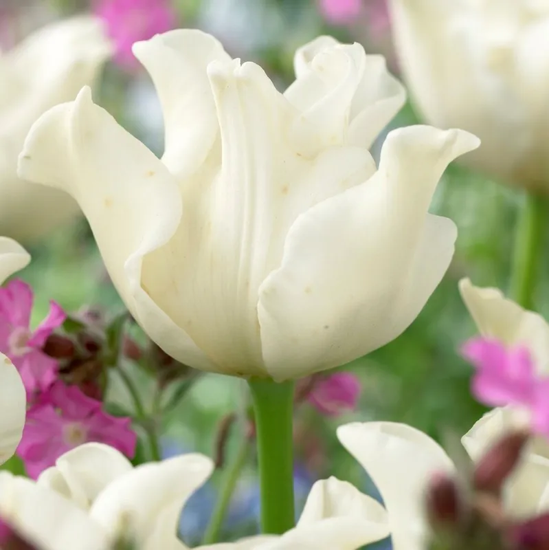 Triumftulpan 7st – Tulipa gesneriana White Liberstar