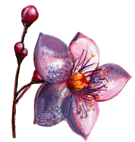Bärnstensvippa Limón - Talinum paniculatum Limón