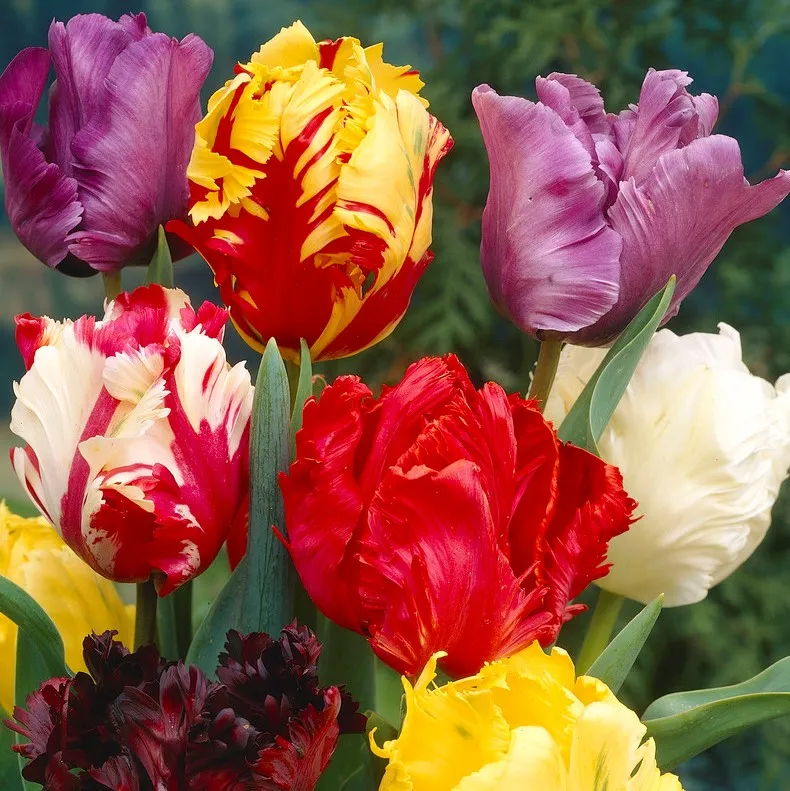 Papegojtulpan Mix 7st – Tulipa gesneriana