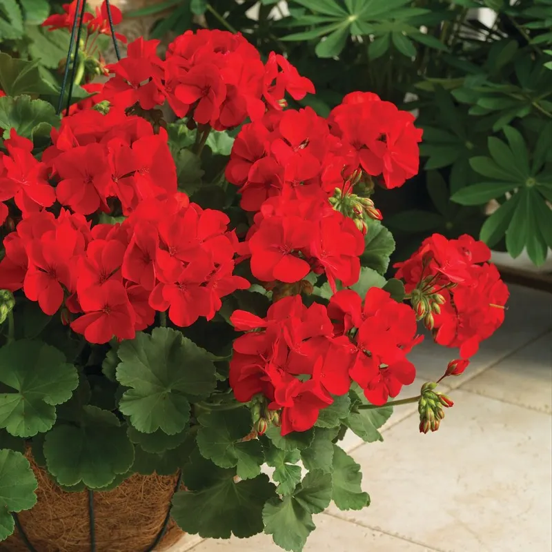 Pelargon, Stickling 3-pack – Pelargonium x hortorum Calliope ® Dark Red