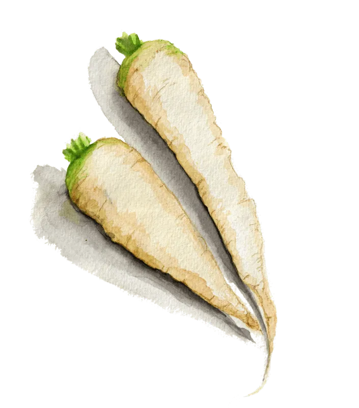 Morot Vinter Maruschka – Daucus carota sativus Maruschka