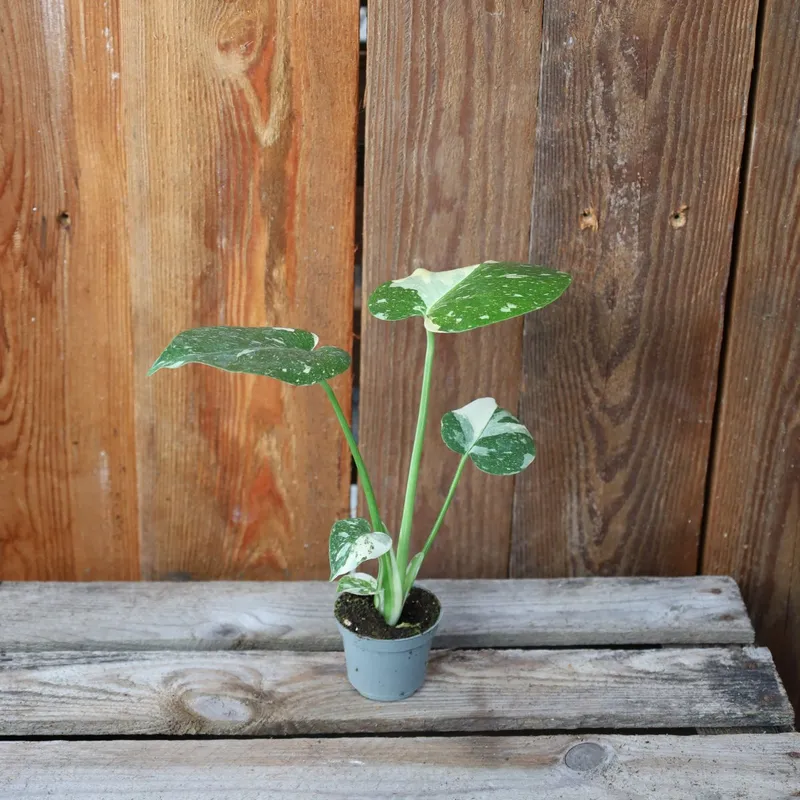 Monstera Thai Constellation Mini