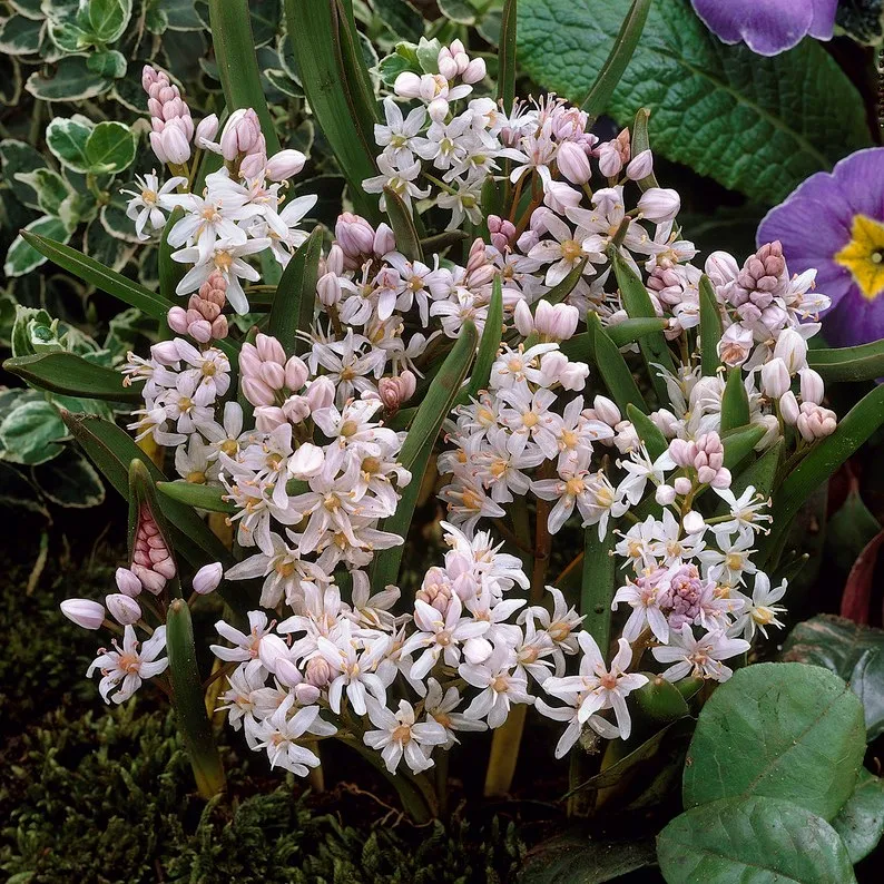 Blåstjärna 10st – Scilla bifolia Rosea