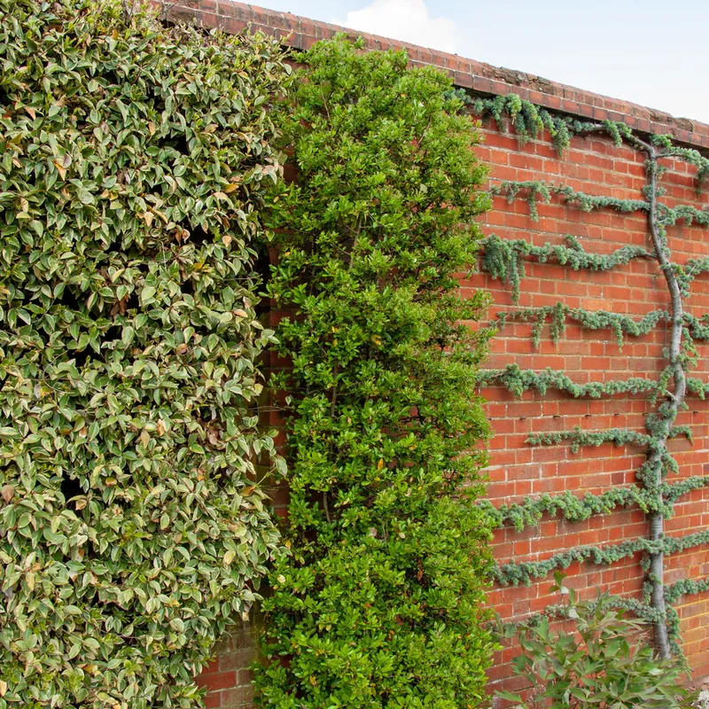 Eldtorn – Pyracantha coccinea Red Column (Storlek: busk C2)
