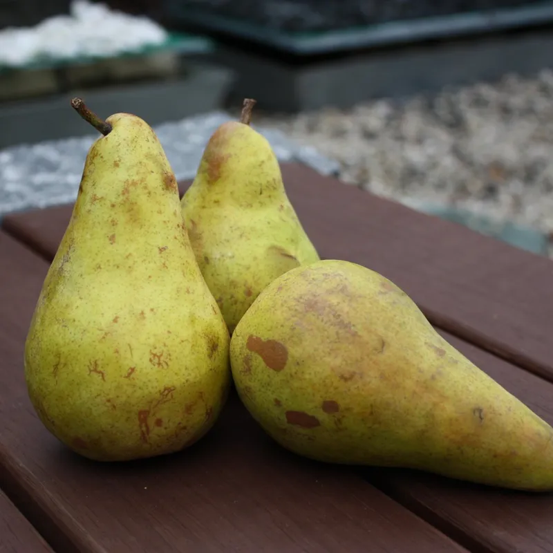 Päron - Pyrus communis Concorde (Storlek: stam P. com 2 års co)