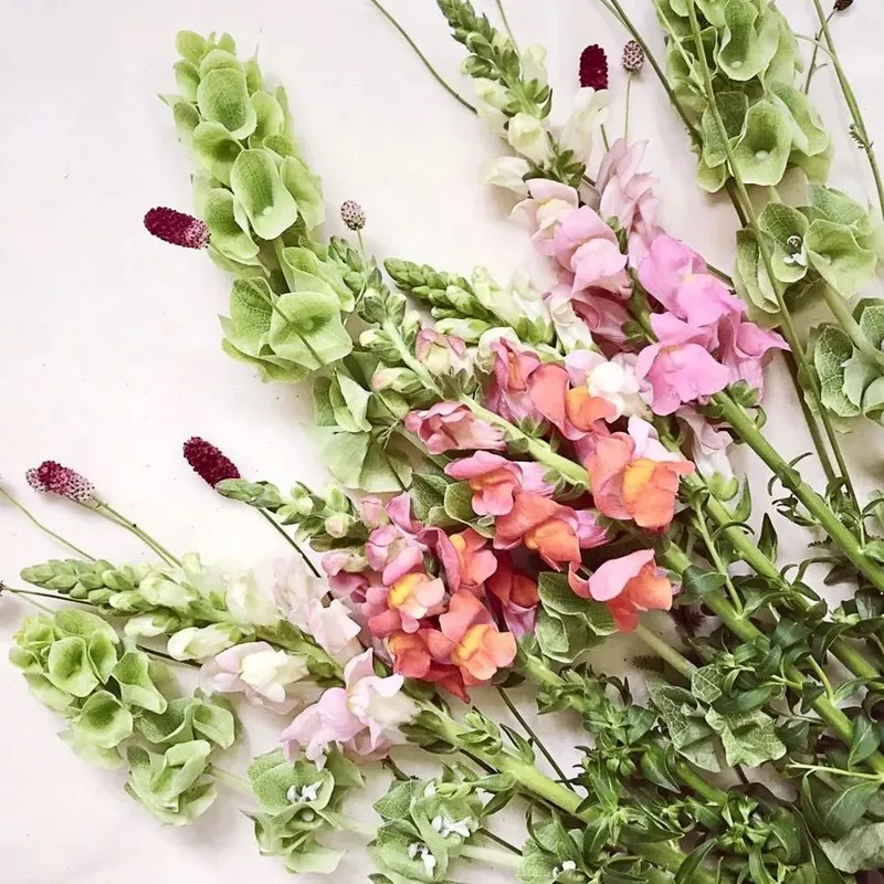 Lejongap Costa Apricot – Antirrhinum majus Costa Apricot