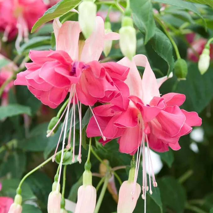 Hängfuchsia, Stickling 3-pack – Fuchsia Bella Rosella