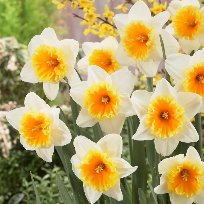 Påsklilja 5st – Narcissus pseudonarcissus Slim Whitman