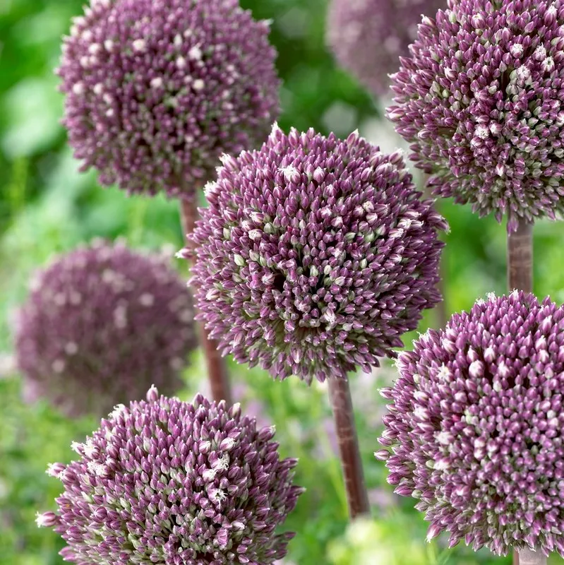 Jättelök 3st - Allium Summer Drummer
