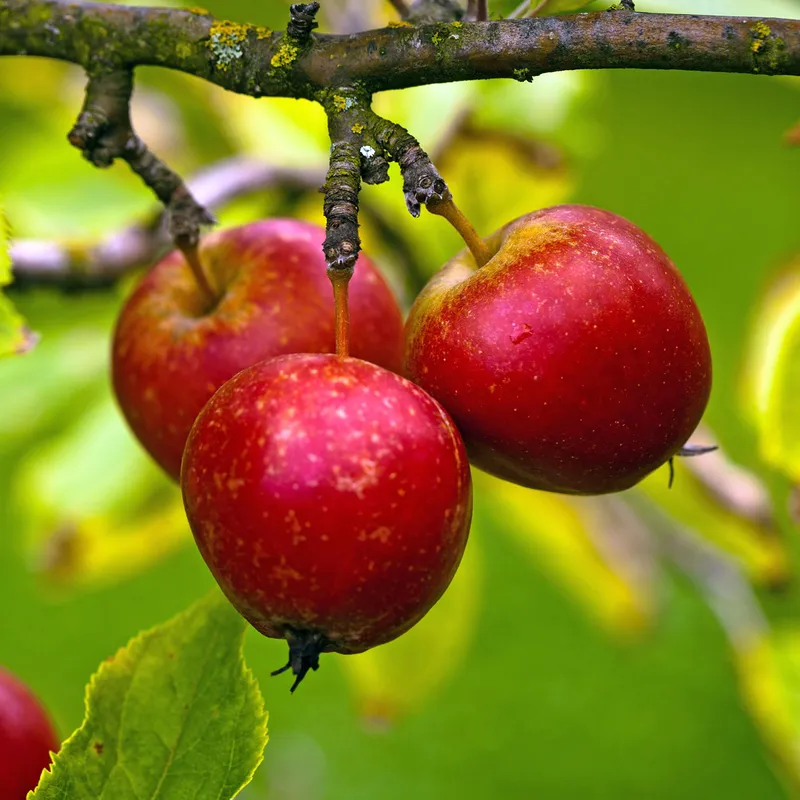 Vinteräpple - Malus domestica Eldrött Duväpple (Storlek: stam A2 2 års co)