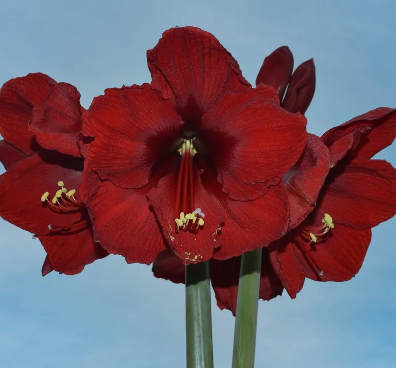 Amaryllis - Hippeastrum Andes Sunset ®