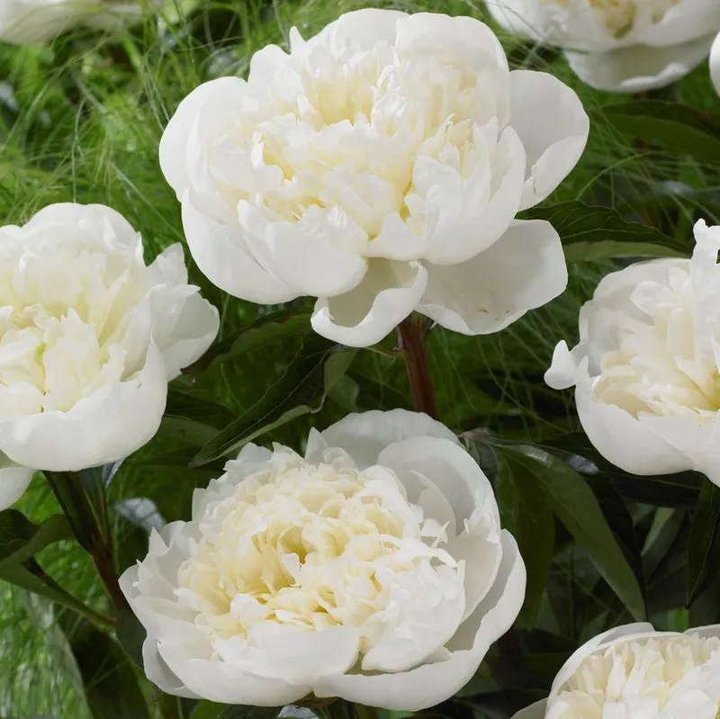 Luktpion, (höstleverans) – Paeonia lactiflora Duchesse de Nemours