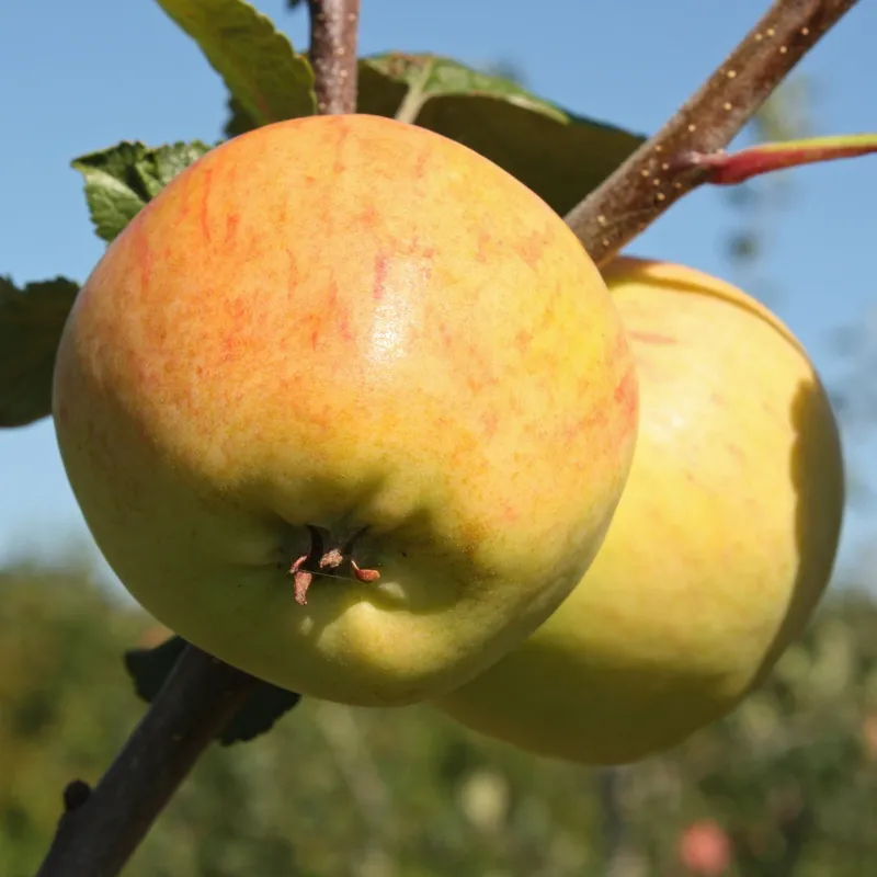 Höstäpple, Gul Kaneläpple – Malus domestica Gult Kaneläpple (Gul Kanel) (Storlek: stam A2 2 års co)
