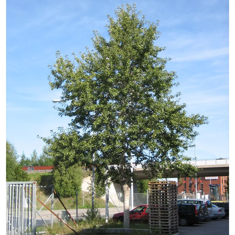 Balsampoppel – Populus balsamifera (Storlek: utr 150-200 co)