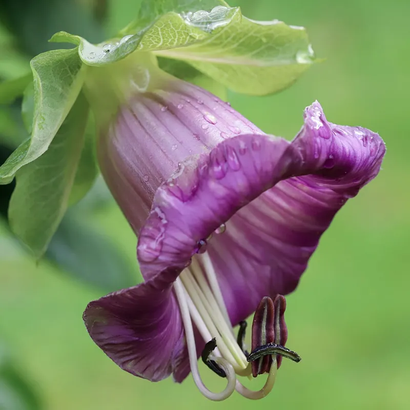 Klockranka Violet - Cobaea scandens Violet