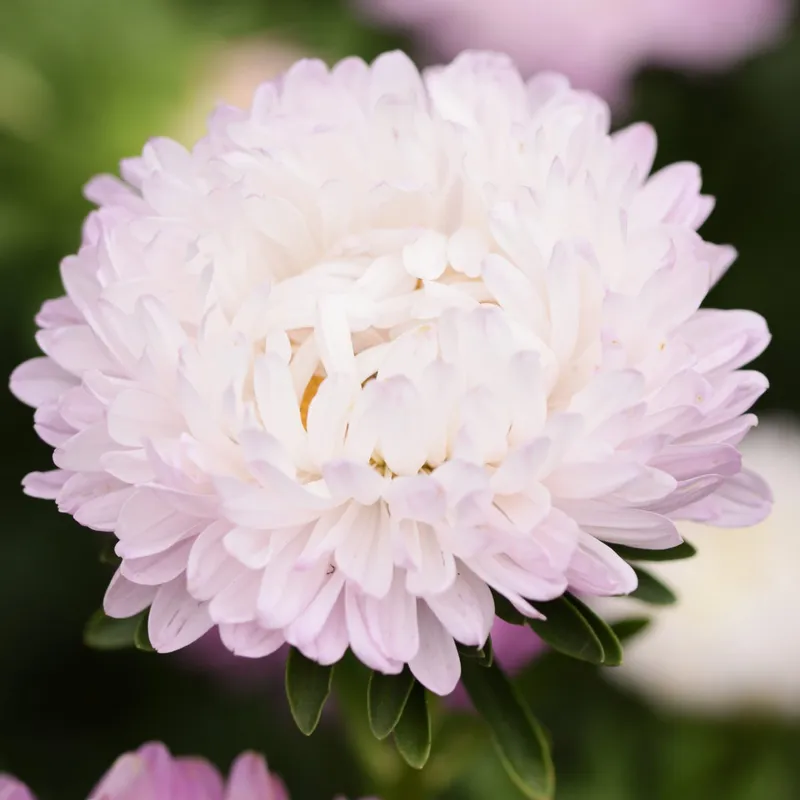 Aster, Sommar-, King Size Appleblossom - Callistephus chinensis King Size Appleblossom