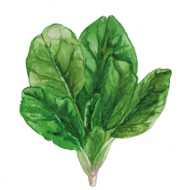 Spenat, Winterriesen – Spinacia oleracea Winterriesen