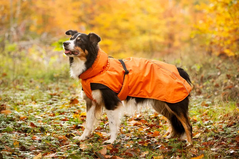 Dogman Dog Winter Coat Orange 60cm