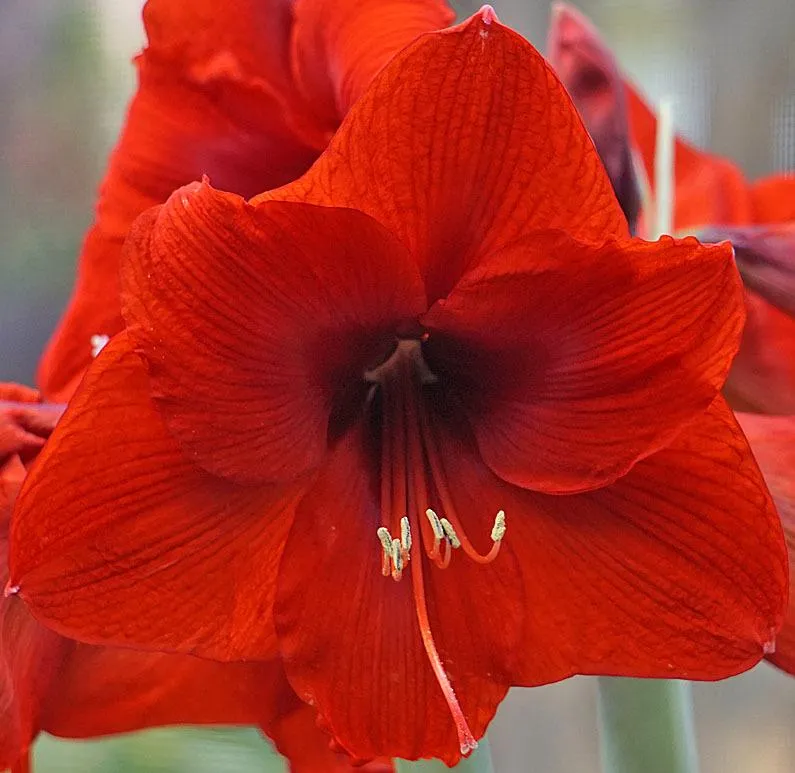 Amaryllis - Hippeastrum Olaf ®