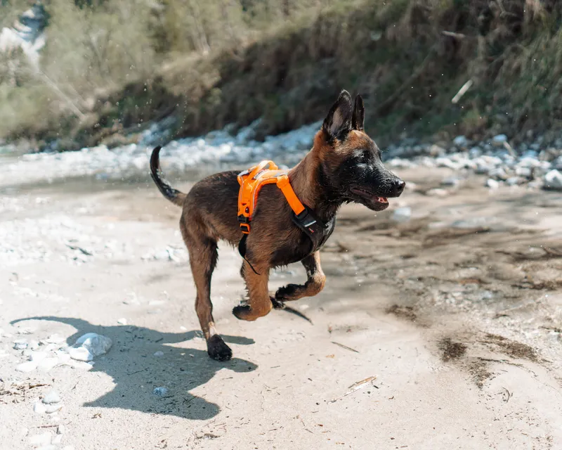 Ramble Hundsele Lila XL