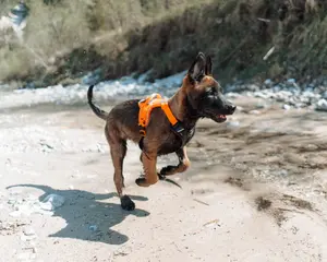 Ramble Hundsele Lila XL